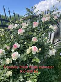 Trandafir catarator Eden Rose