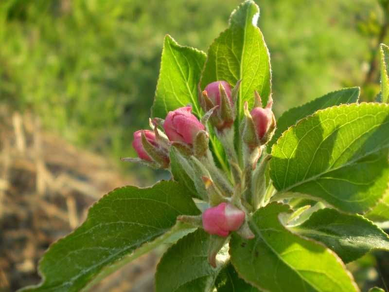 Ашладисване, озеленяване около Елхово, Ямбол, Бургас