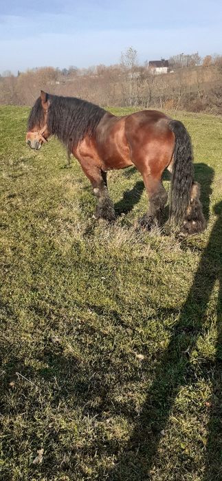 Vând armăsar foarte Cuminte