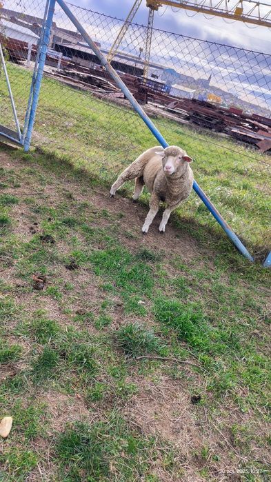 Vând 2 mieluțe merinos