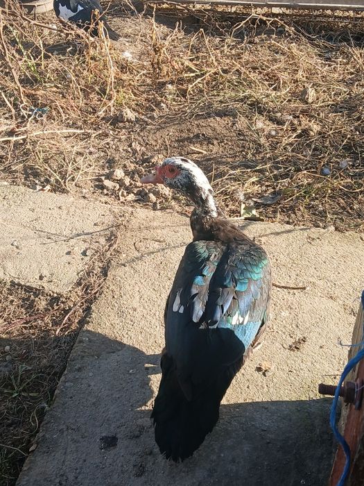 Vând rățoi mut 150 de lei negociabil.