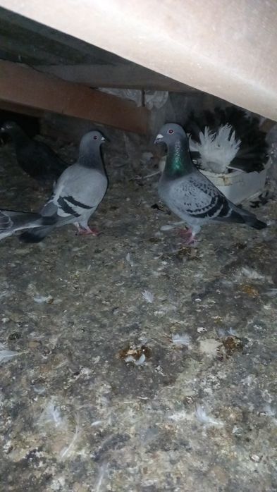 Vand porumbei voiajori