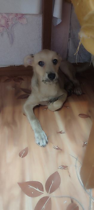 Ищем дом щенку и хорошие руки