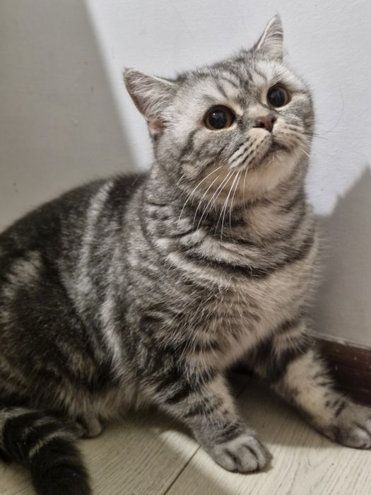 Найден кот/кошка