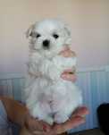 Bichon maltez mini toy