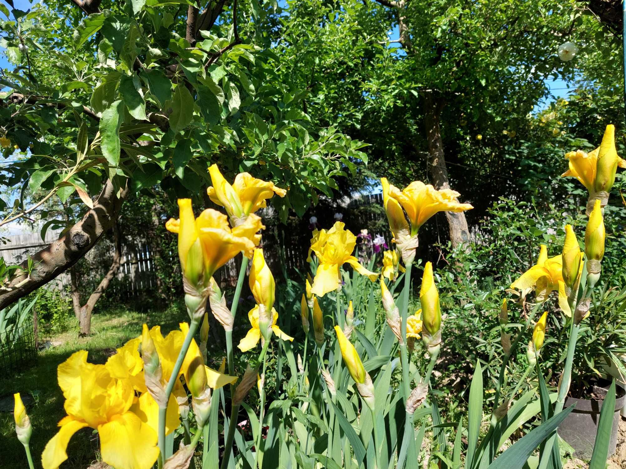 Iris culoare galben deosebit