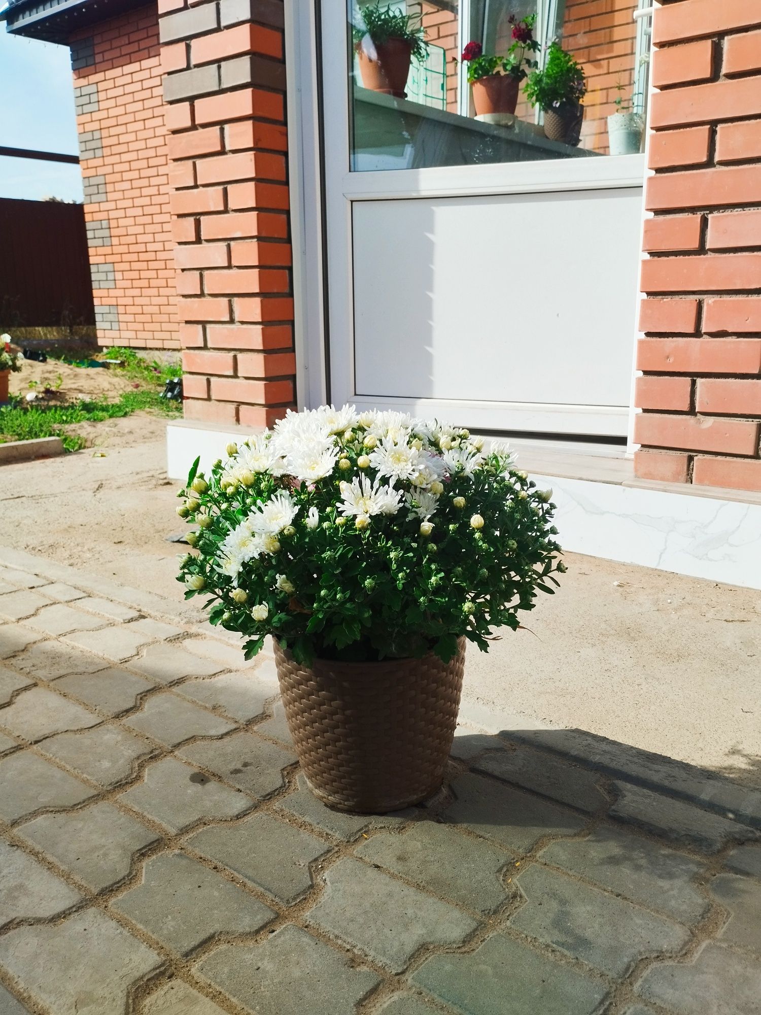 Хризантема мультифлора