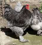 Familie Brahma Albastru vand sau schimb cu Fam.Brahma HD sau HDA