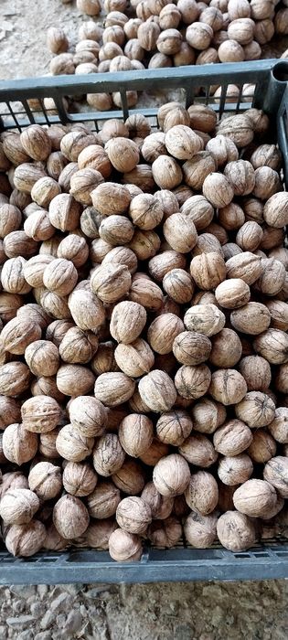 Продаю грецкие орехи этого года.