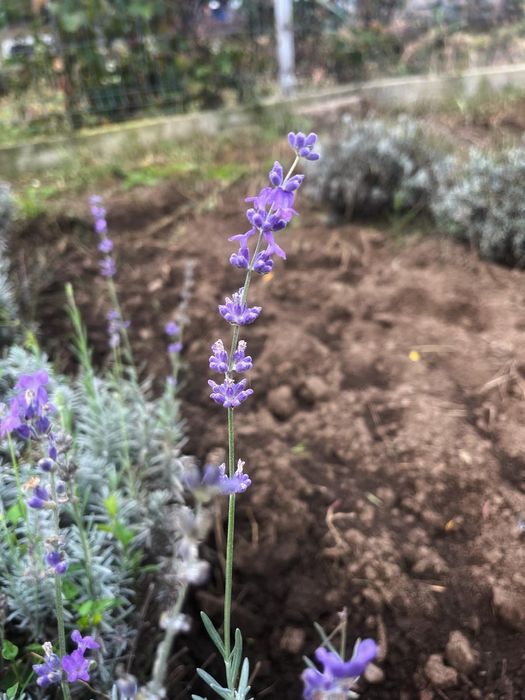 Vând floare uscata de lavanda,Ulei de lavanda