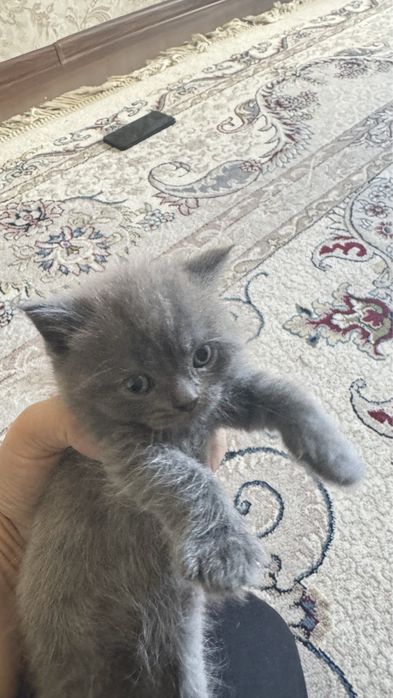 Британские котята