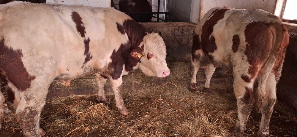 Taur cu certificat de origine