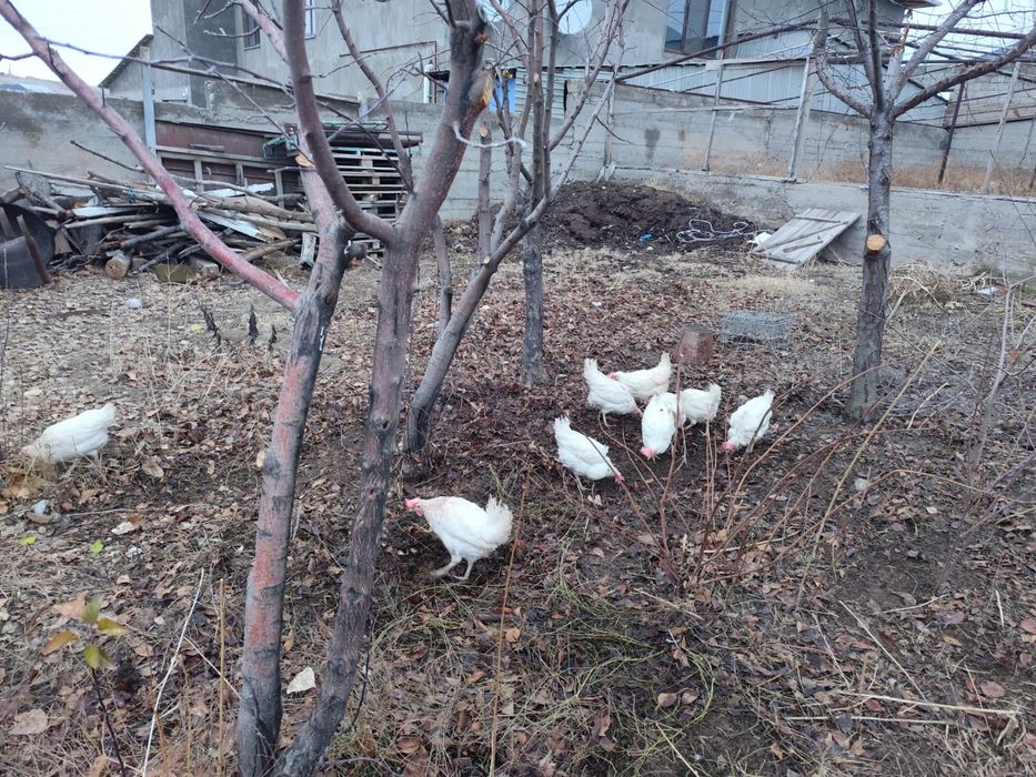 17 таук нишушка  туқымдап жатр