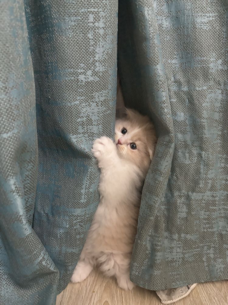 Очаровательный котенок Скотиш фолд