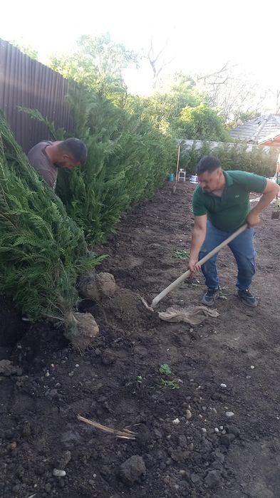 Plante ornamentale & gazon rulou