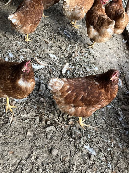 Gaini ouatoare - penaj complet