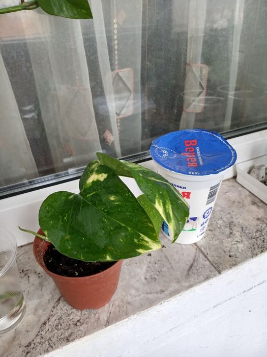 Сингониуми,Дяволски бръшлян, епипремнуми, монстера, пиперомия, мушкато