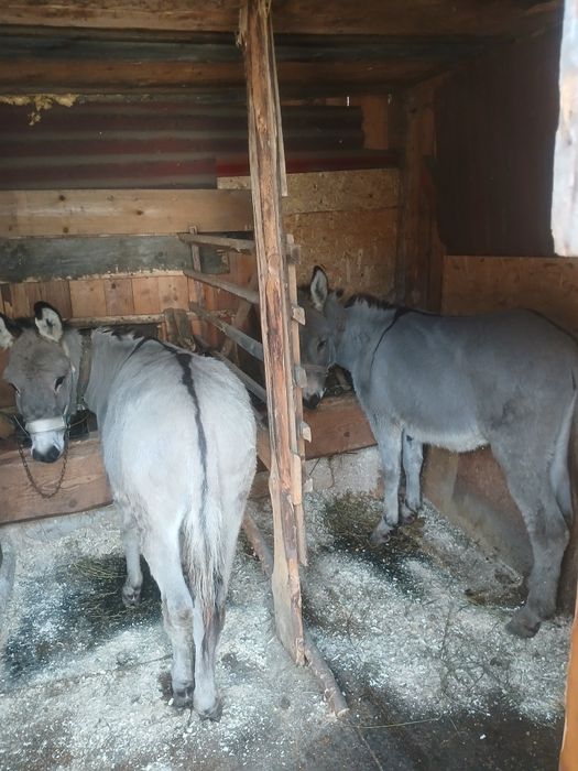 Vând măgari tineri