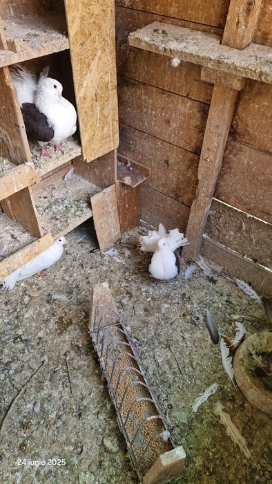 Vind porumbei pavasi.