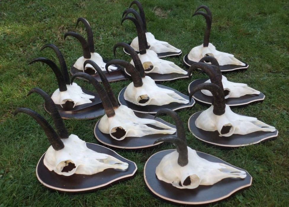Трофеи от диви кози