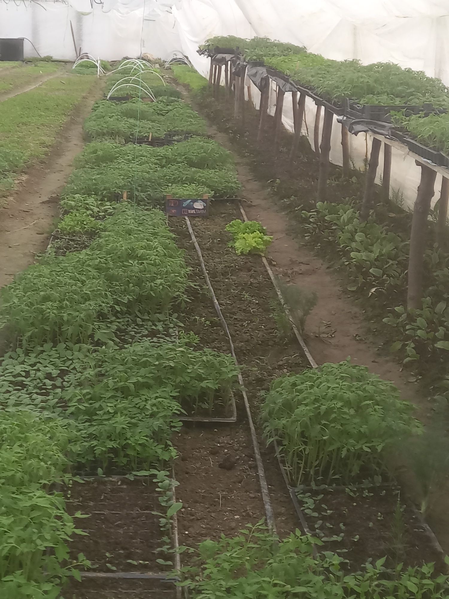 Rasaduri legume și tomate