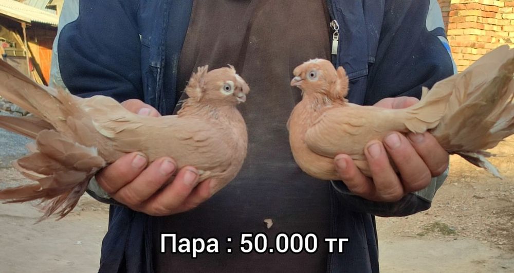 Голубии Двухчивые с чубами