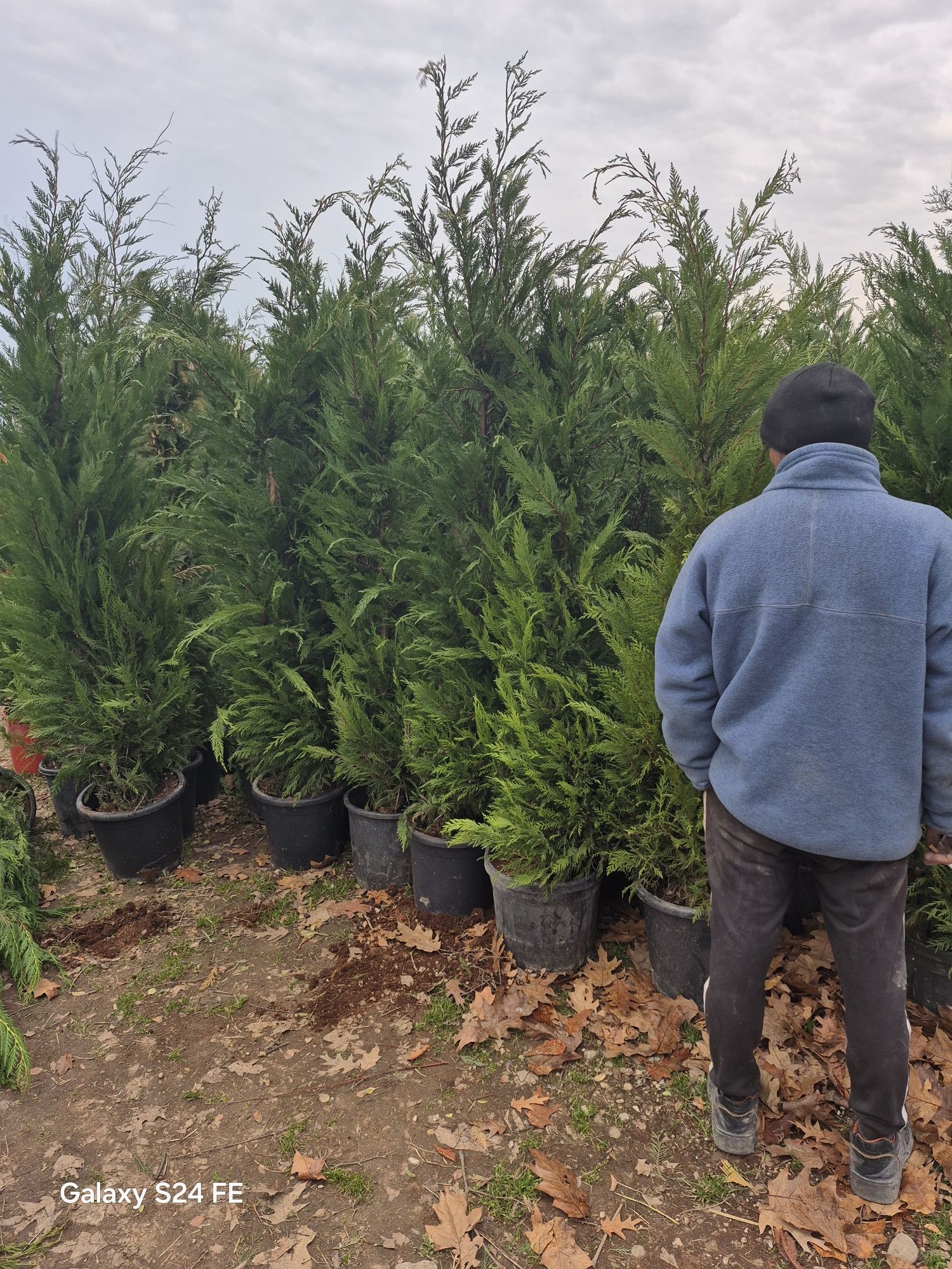 Tuia  leylandii chiparos leilandi