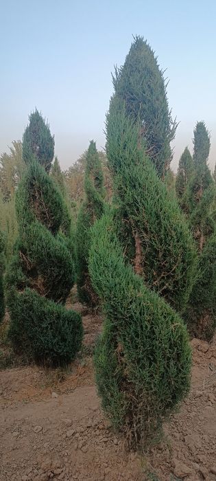 6 йиллик Можжавелник арча кўчатлари