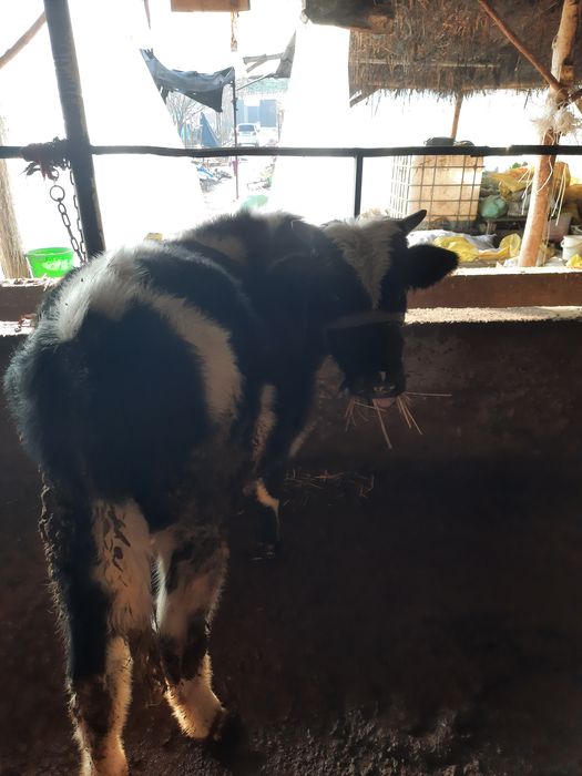 Buqala sotiladi sfatli