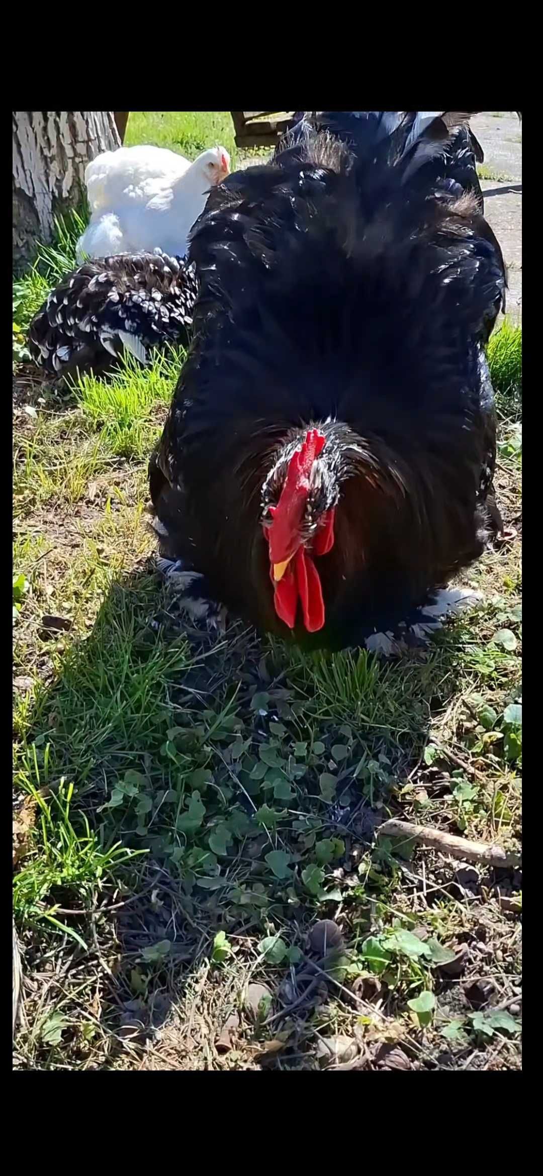 Familie cochinchina uriaș bobat 2+1