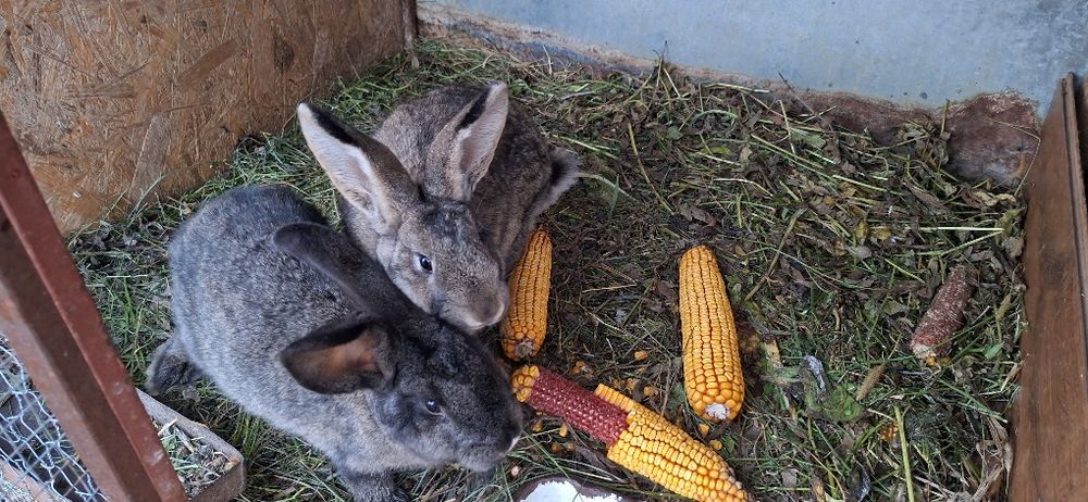 Vând iepuri foarte cuminți
