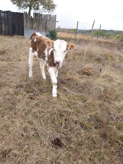 Vaca cu vitel buna de lapte.