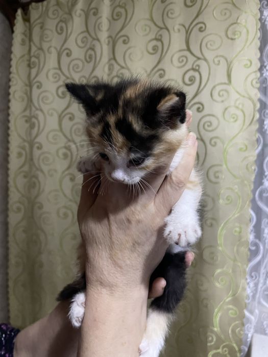 3-х шерстная кошка