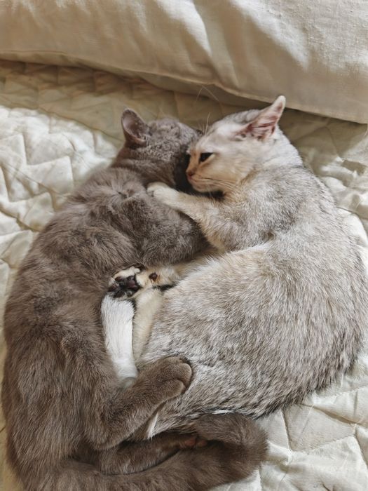 Britan zotli mushuklari