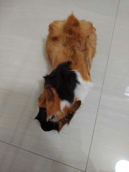 Donez porcușor de guineea