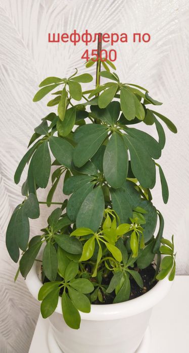 Цветы комнатные продам