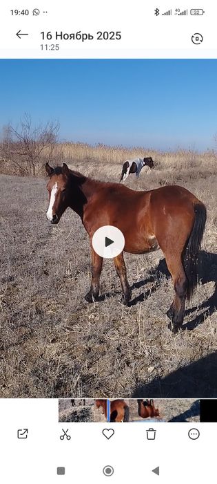Семиз кунан шығар сатам.