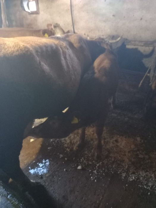 Vand vaca cu sau fara vitel