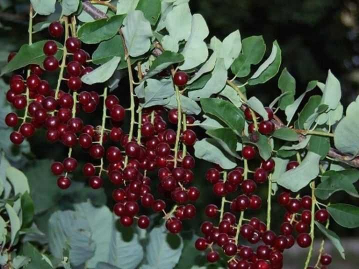 Саженцы    Виргинской Черёмухи