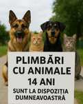 Plimbare animale domestice in zona ilfov branesti