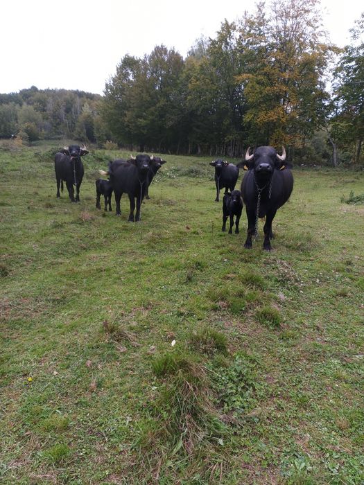 Bivolițe cu viței de două săptămâni
