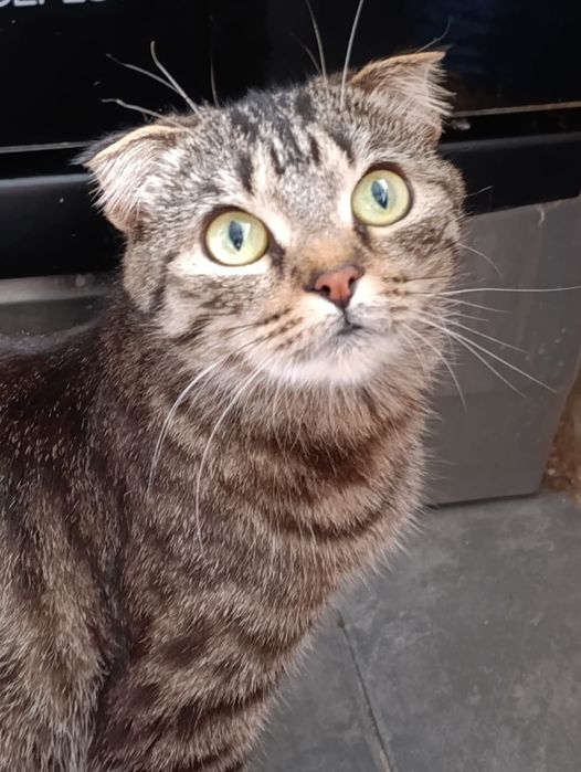 Кошечка ищет дом