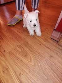 Catelus Westie - West Highland White Terrier