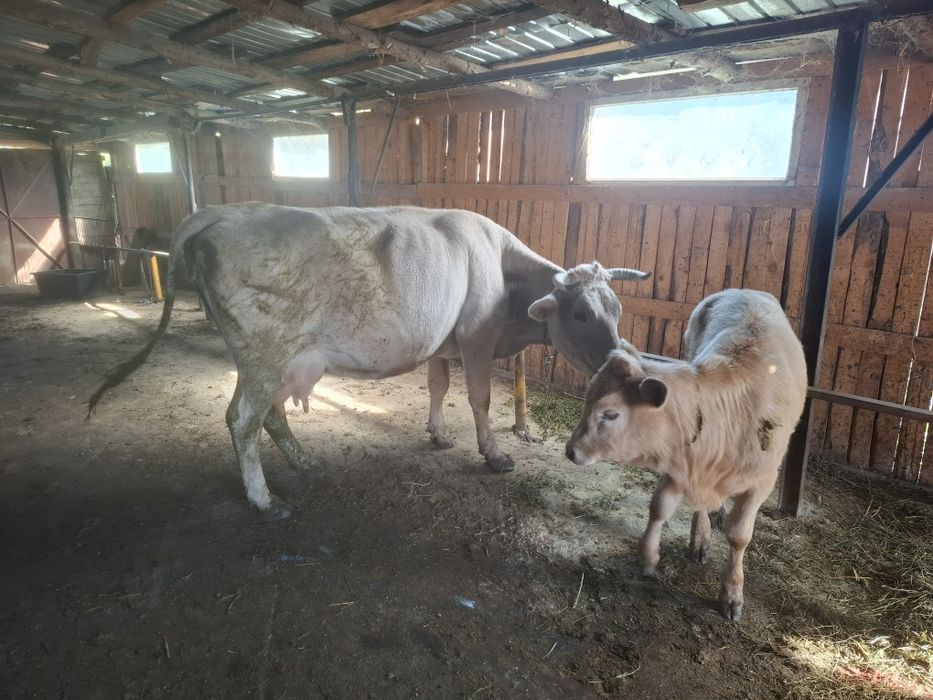 Vând vaca fatata
