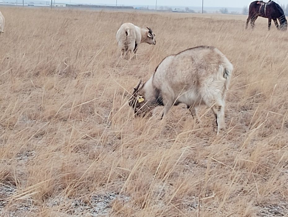 Ешкі 17 бас Тургай
