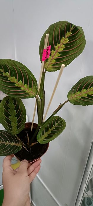 Маранта:4000 тенге