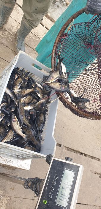 Peste Novac puiet 600-700g