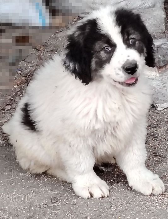 Mascul Ciobănesc Românesc de Bucovina 9 săptămâni