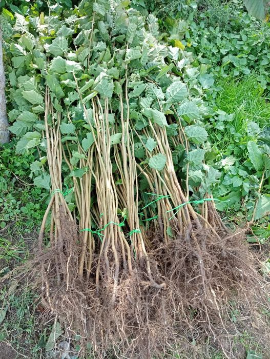 Nuci Chandler Prun.Aluni Nuci.Meri.Ciresi.Paulownia.Aronia.Tei Mur.Soc