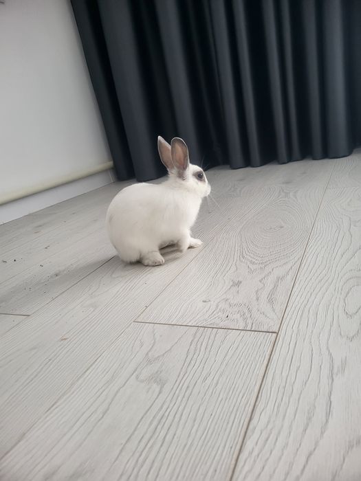 Карликовый кролик